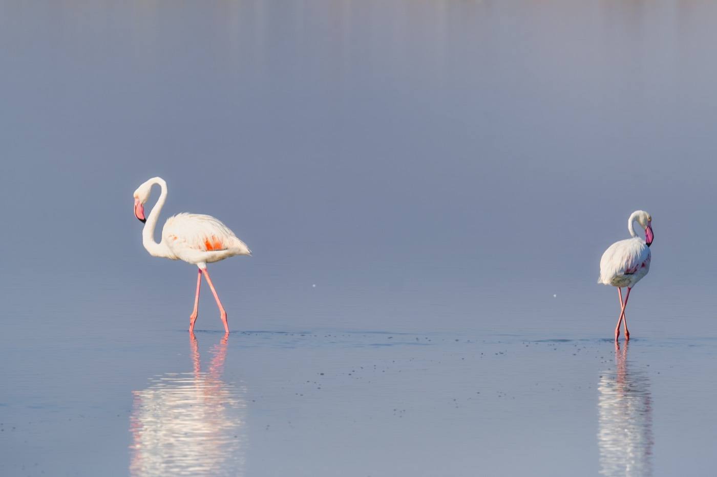 Fenicotteri rosa nelle Saline di Margherita di Savoia, la riserva naturale più grande d'Europa