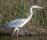 AIRONE CENERINO (ardea cinerea)