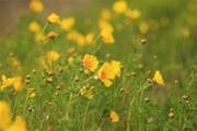 flora of a salt pan