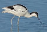 AVOCETTA - recurvirostra avosetta