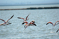 The Pink Flamingo in the salt-pans Margherita di Savoia