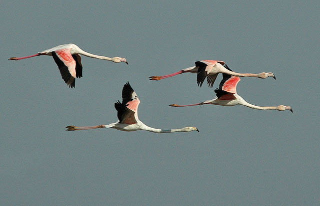Fenicottero rosa in volo