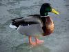 GERMANO REALE - Anas platyrhynchos