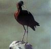 MIGNATTAIO -Plegadis falcinellus-
