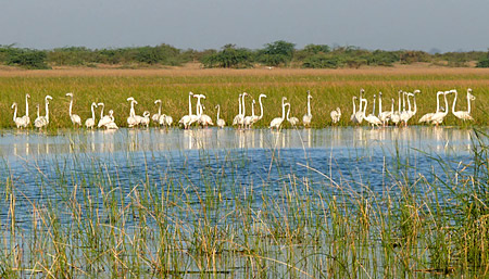zona umida